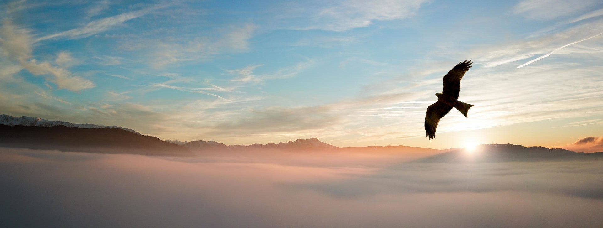 Silhouette d’oiseau au-dessus des nuages